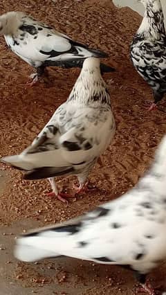 mix breed fancy pigeons