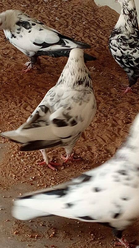 mix breed fancy pigeons 0