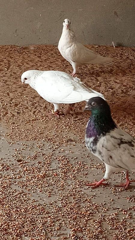 mix breed fancy pigeons 1