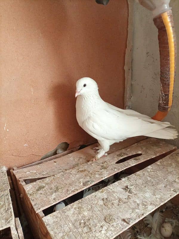 mix breed fancy pigeons 2