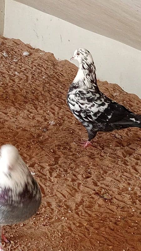 mix breed fancy pigeons 3