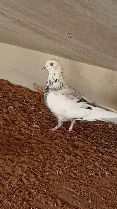 mix breed fancy pigeons 4