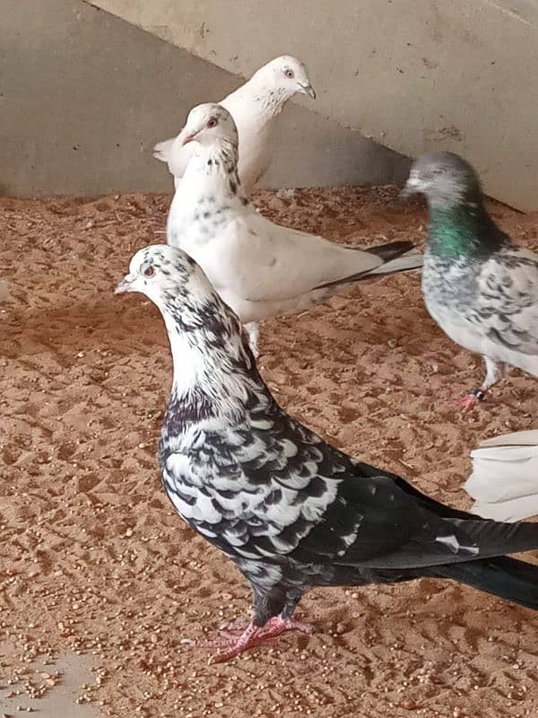 mix breed fancy pigeons 5