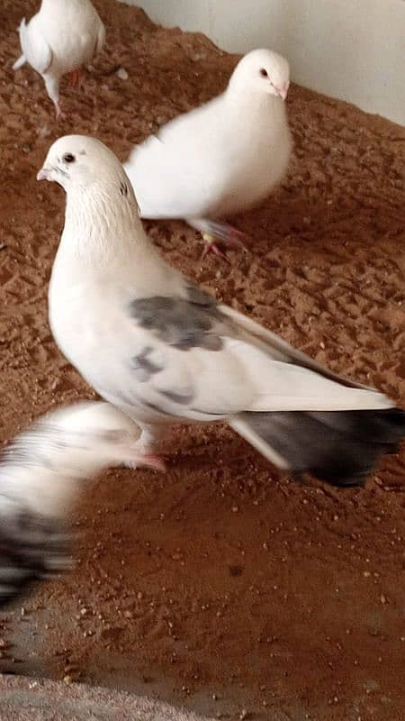 mix breed fancy pigeons 6