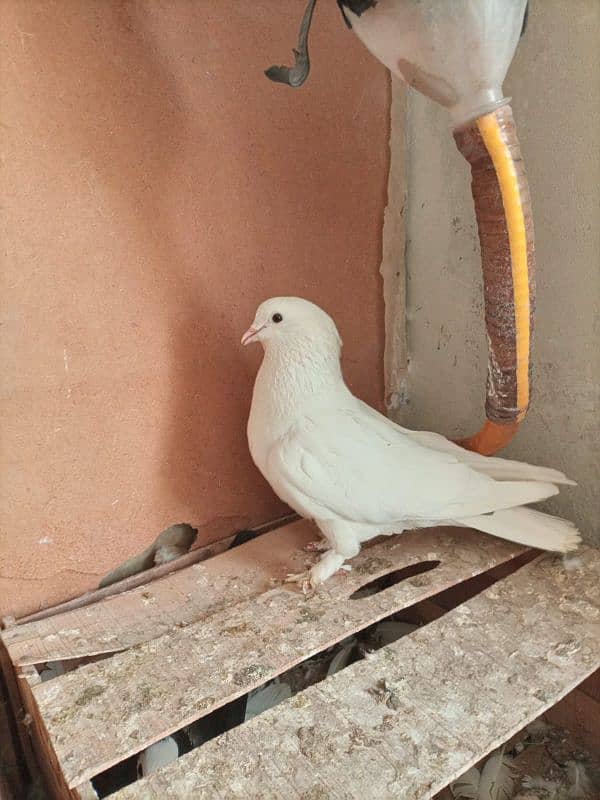 mix breed fancy pigeons 7