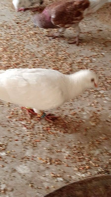 mix breed fancy pigeons 8