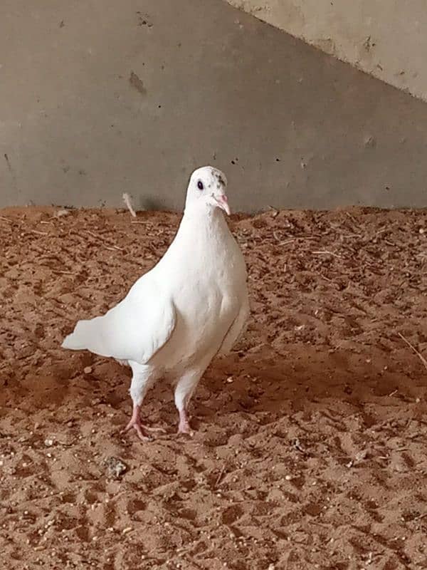 mix breed fancy pigeons 9