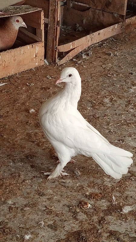 mix breed fancy pigeons 10