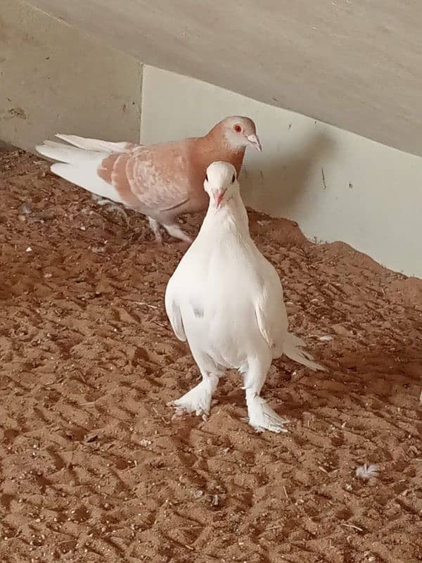 mix breed fancy pigeons 11