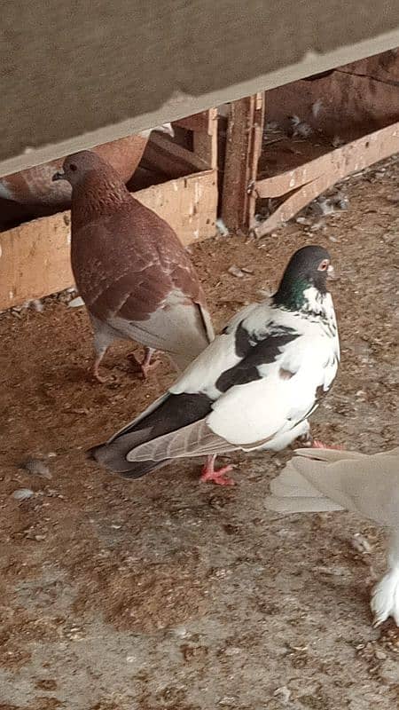 mix breed fancy pigeons 12