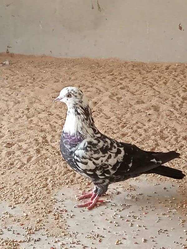 mix breed fancy pigeons 13