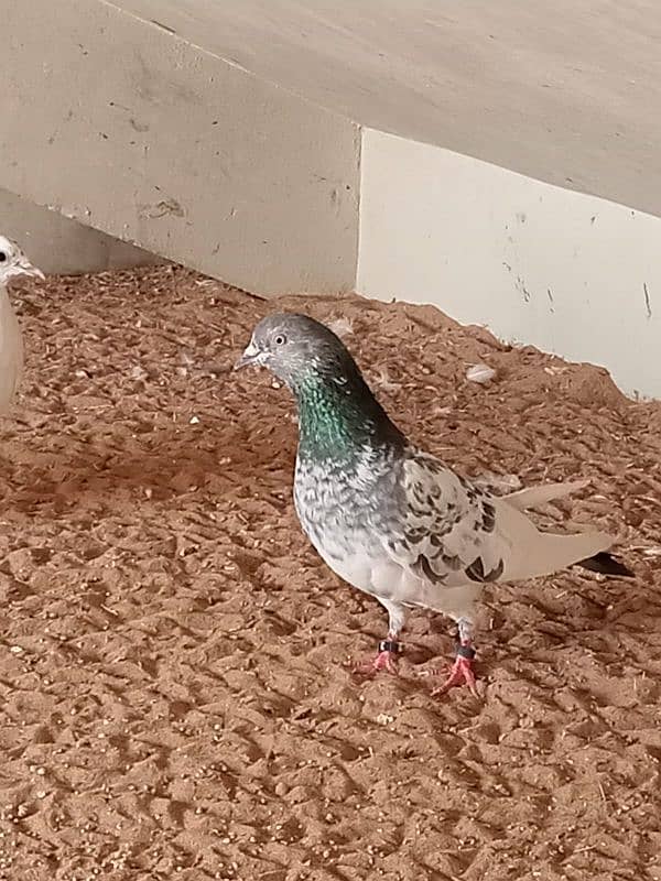 mix breed fancy pigeons 14