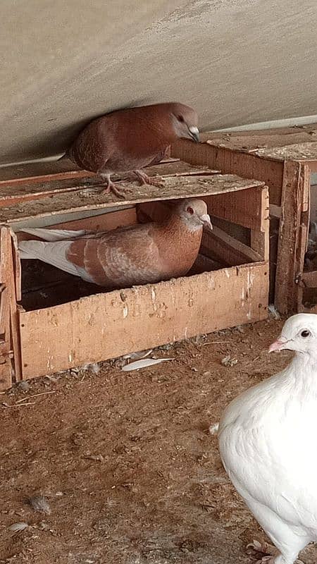 mix breed fancy pigeons 15