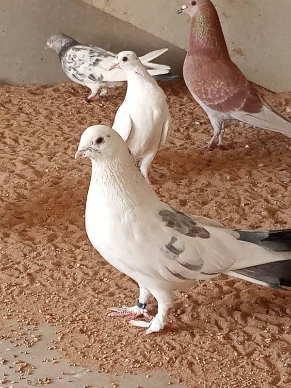 mix breed fancy pigeons 16