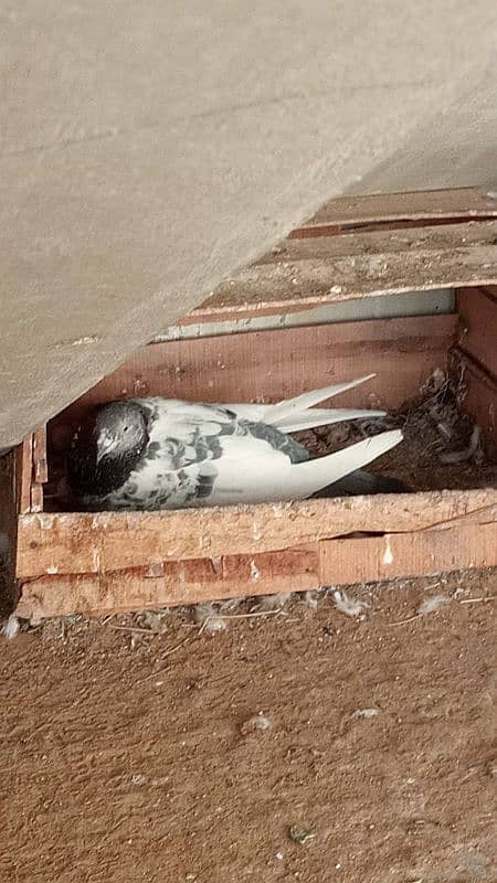 mix breed fancy pigeons 18