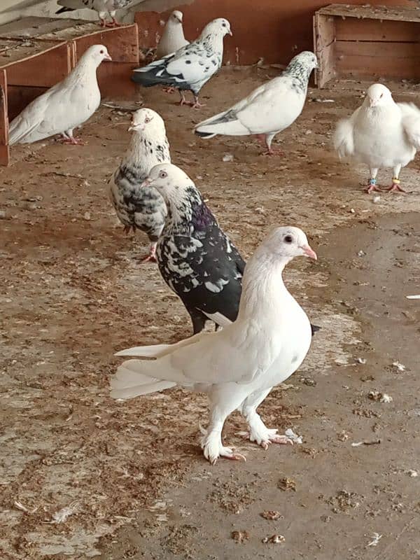 mix breed fancy pigeons 19