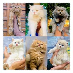 Persian triple coated punch face cat available for sale