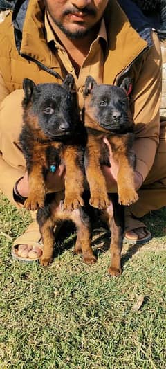 Dogs / German Shepherd / german shepherd / shepherd dog