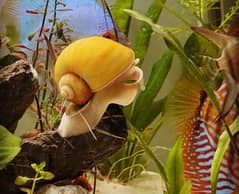 Aquarium snails, Mystery, Zebra Nirate, Assa-ssin