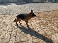 Pink Pedigree german shepherd female