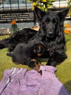 German shepherd puppies for sale / puppy / GSD pup / german shepherd