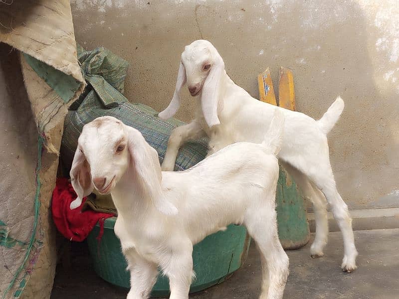 doodh wali bakri with 2 female kids beautiful goat 3