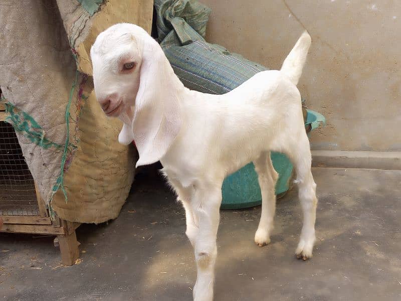 doodh wali bakri with 2 female kids beautiful goat 4