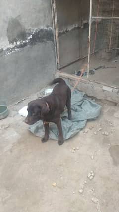 Family Labrador Dog for sell