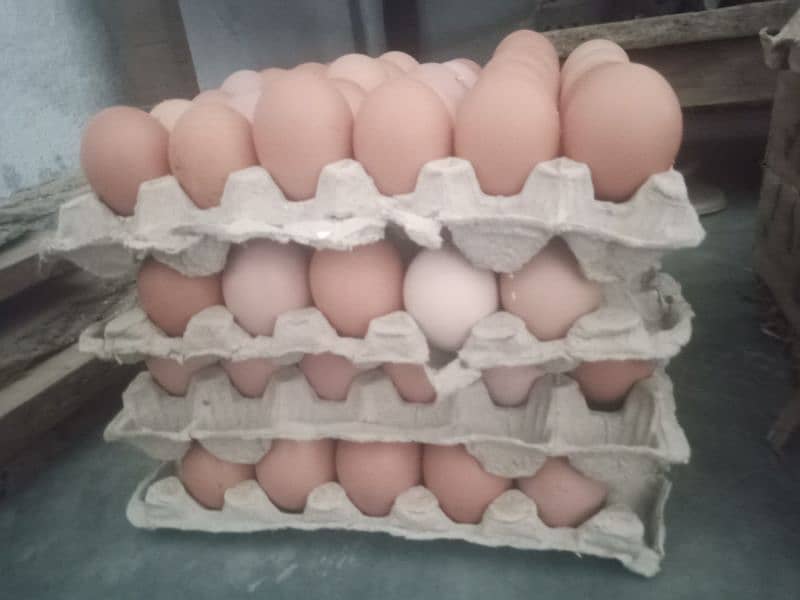 Fresh lohman brown eggs hen 4