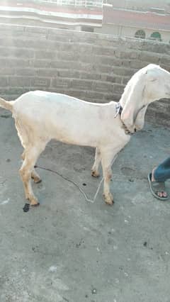 Rajanpuri Breed