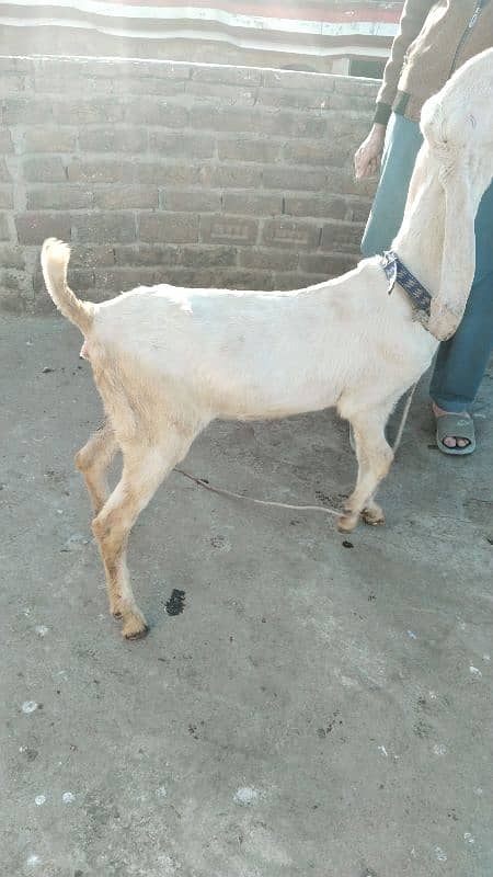 Rajanpuri Breed 1