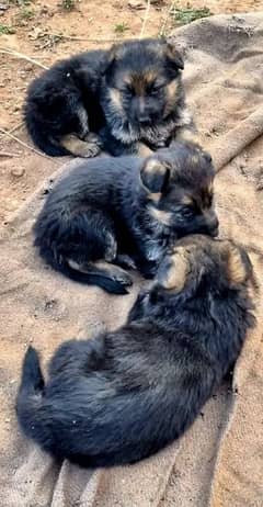 German shepherd puppies for sale / puppy / GSD pup / german shepherd