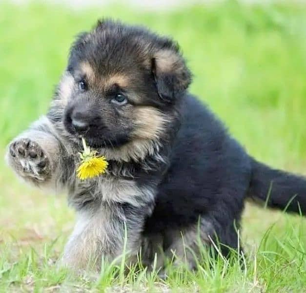 German shepherd puppies for sale / puppy / GSD pup / german shepherd 1