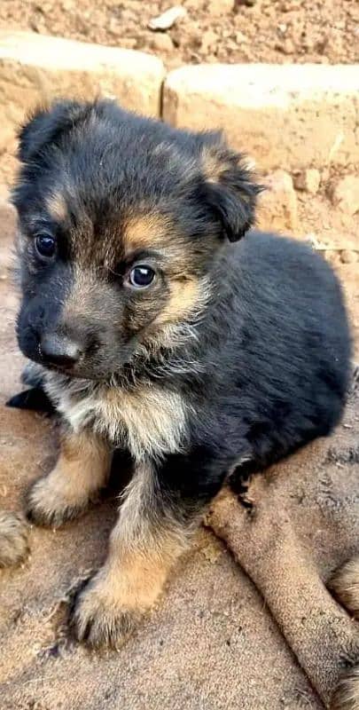 German shepherd puppies for sale / puppy / GSD pup / german shepherd 2