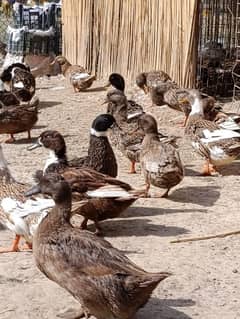 khaki Cambel duck =ducks=duck pair=Desi duck