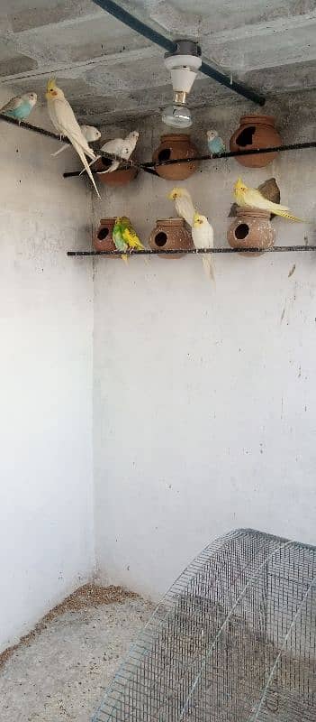 Australian birds for sale budgies 1