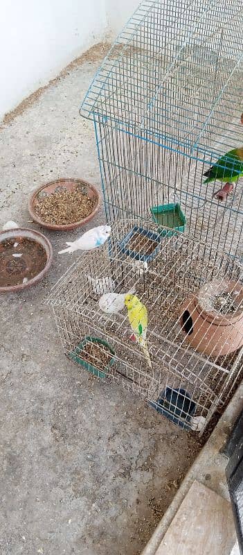 Australian birds for sale budgies 4