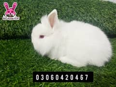 Imported breeds. These rabbits are very friendly and playful.