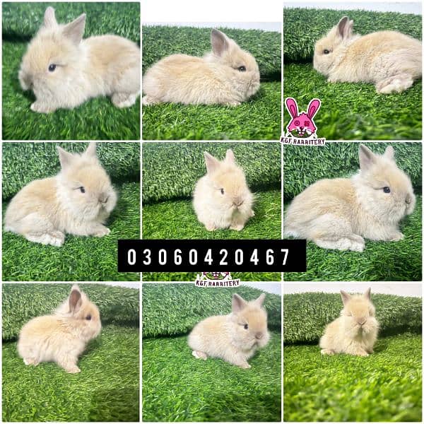 Imported breeds. These rabbits are very friendly and playful. 1