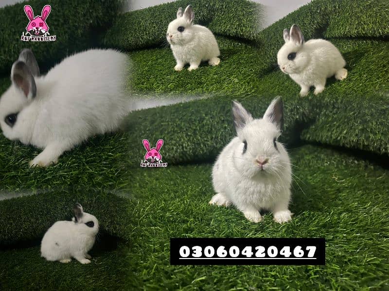 Imported breeds. These rabbits are very friendly and playful. 2