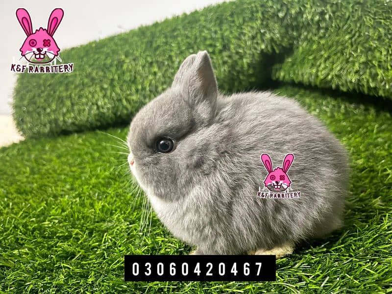 Imported breeds. These rabbits are very friendly and playful. 4