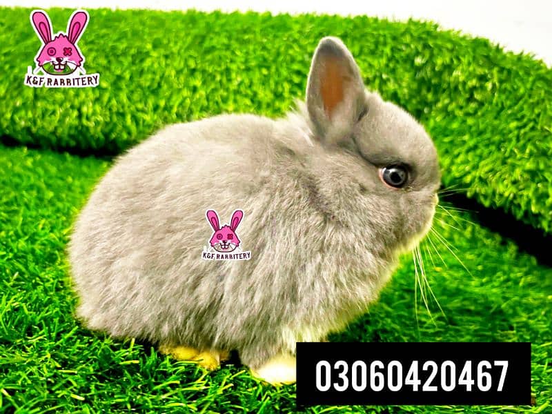 Imported breeds. These rabbits are very friendly and playful. 5