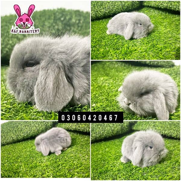 Imported breeds. These rabbits are very friendly and playful. 8