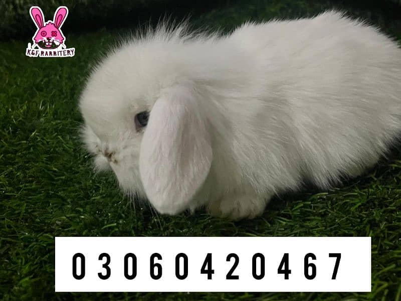 Imported breeds. These rabbits are very friendly and playful. 9