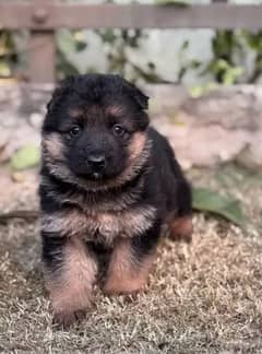 German shepherd puppies for sale / puppy / GSD pup / german shepherd