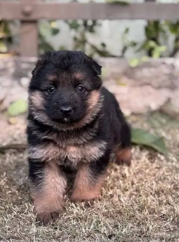 German shepherd puppies for sale / puppy / GSD pup / german shepherd 0