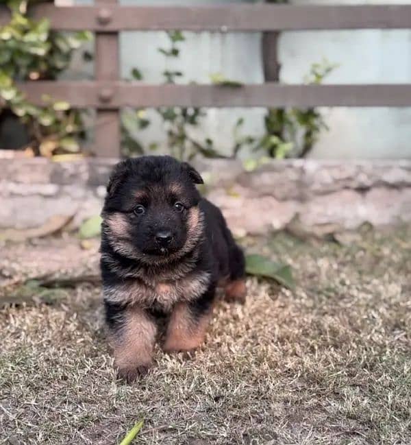 German shepherd puppies for sale / puppy / GSD pup / german shepherd 1