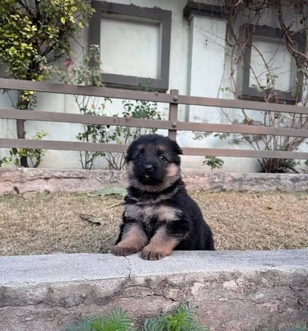 German shepherd puppies for sale / puppy / GSD pup / german shepherd 2