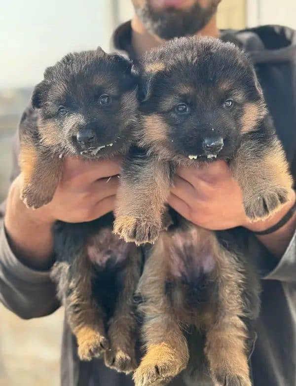 German shepherd puppies for sale / puppy / GSD pup / german shepherd 3