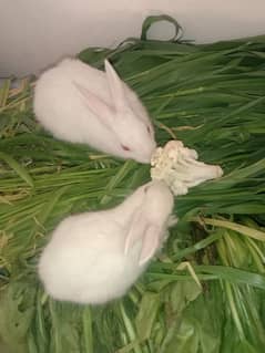 red eyes rabbit baby pair 03224186572